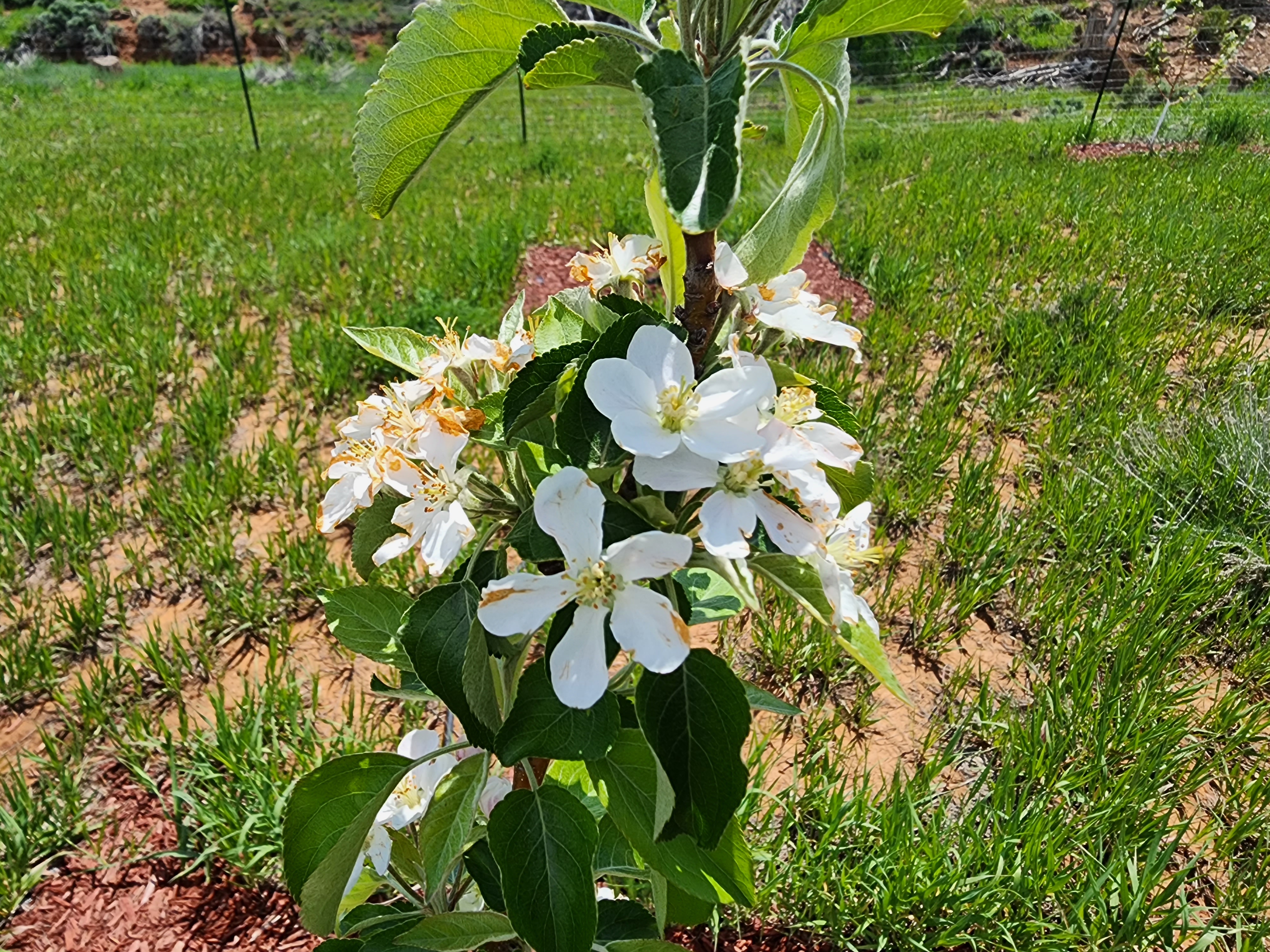 Apple blossoms outside Orchard Lane Cabin - scenic nature views in Utah